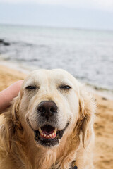dog on the beach