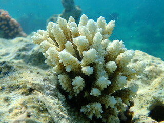 Polyp stony coral Acropora tenuis undersea, Red Sea, Egypt, Sharm El Sheikh, Nabq Bay
