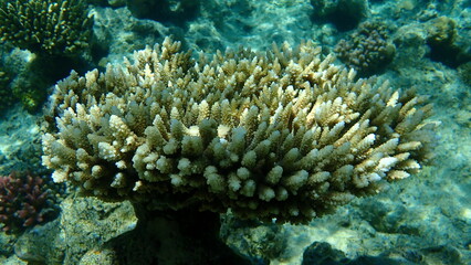 Fototapeta na wymiar Polyp stony coral Acropora tenuis undersea, Red Sea, Egypt, Sharm El Sheikh, Nabq Bay 