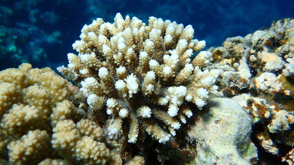 Naklejka na ściany i meble Polyp stony coral Acropora tenuis undersea, Red Sea, Egypt, Sharm El Sheikh, Nabq Bay 
