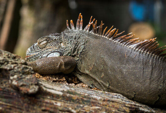 Image of iguana sleeping on a log