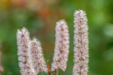 chamaelirium
