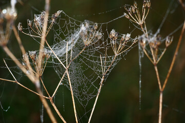 Solar summer morning. Dry inflorescences of wild-growing plants are decorated with a web in dew drops.