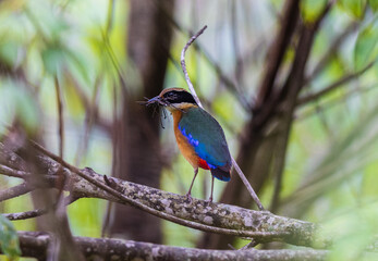 Blue-winged Pitta  (Pitta moluccensis)  a rare bird on the branch of the tree.