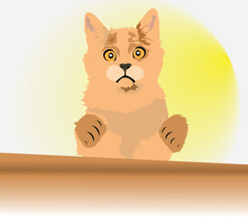 Cat with yellow fur looking with innocent eyes