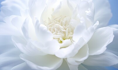  a close up of a white flower on a blue background with a white stamen in the middle of the center of the flower and a white center of the flower.  generative ai