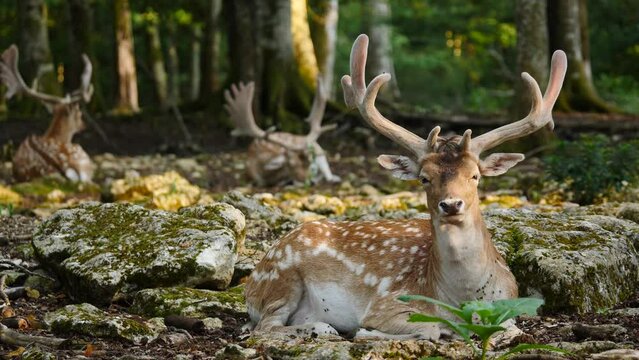Male fallow deer, buck with antlers in natural environment. Deer Dama dama. Vision Park in Auberive region, France. Slow motion