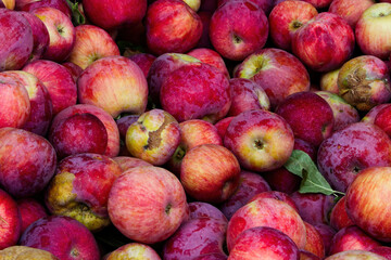 Bunch Of Red And Yellow Apples Filling Frame