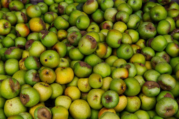 Frame Filling Shot Of Green Apples In Bin