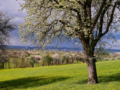 Baumbl&uuml;te im Mostviertel, Ybbstal, Nieder&ouml;sterreich