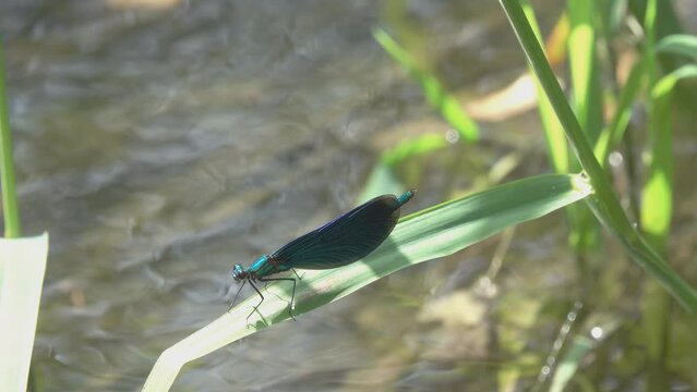 Dragonflys Beautiful Demoiselle (Calopteryx virgo). A male dragonfly flies up and sits on a green blade of grass