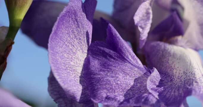 close-up of a purple iris flower, details of a beautiful iris flower during flowering in spring