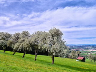 Fototapeta premium Baumblüte im Mostviertel, Ybbstal, Niederösterreich