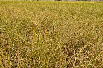 Rice field agriculture grain food  yield season