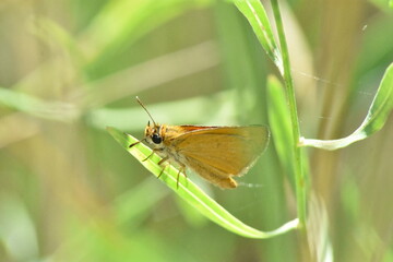 Nice golden butterfly (Thymellicus) with blurred background