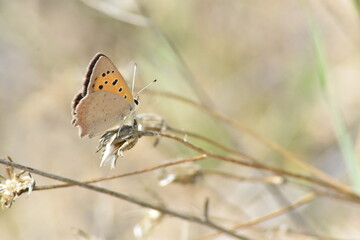 Small copper butterfly (Lycaena phlaeas "manto bicolor") on a dry flower