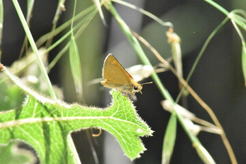 Nice golden butterfly (Thymellicus) with blurred background
