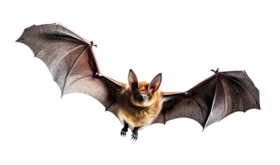 Flying bat isolated on transparent background, Generative AI
