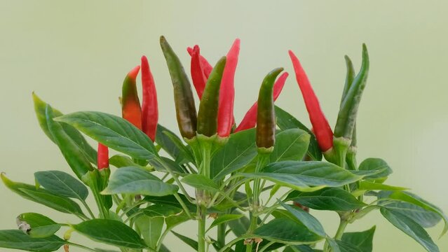 chilli papper tree , home farming , home garden
