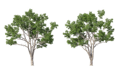 Obraz premium Tree with tall little leaves on transparent background