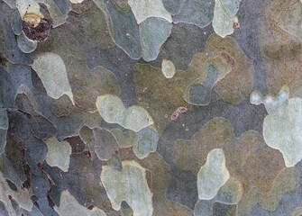 background formed by the bark of a tree, with patches of different delicate pastel colors