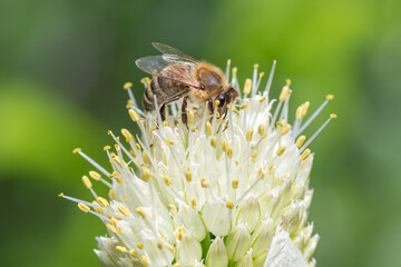 Flying honey bumblebee collecting bee pollen from onion flower. Bee collecting honey.