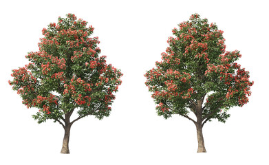 Tree with green and red leaves on transparent background