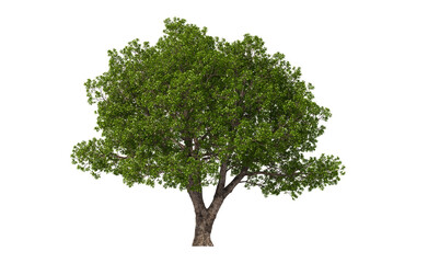 Obraz premium Big tree with green leaves on transparent background