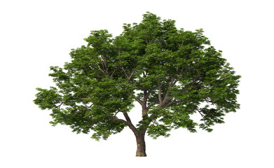 Big tree with green leaves on transparent background