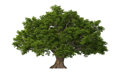 Big tree with green leaves on transparent background