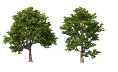 Obraz premium Big tree with green leaves on transparent background