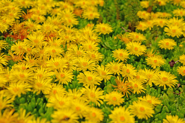 Mittagsblume, Delosperma lineare, mit gelben Blüten