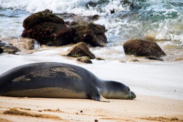 seal on the beach