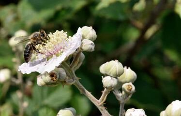 Bee in its environment