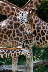 Giraffenmutter mit Nachwuchs