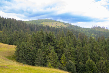 Pine and fir tree forest in Apuseni Mountains, Padis, Bihor County  Romania