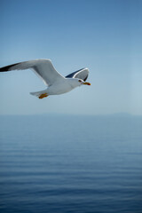 Fototapeta na wymiar Seagull flying in the sky and above the blue sea in Aegean sea, Greece.