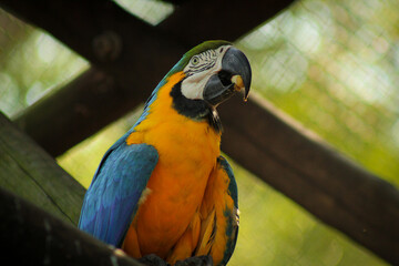 Arára-Canindé 
Paisagem 
Biodiversidade 