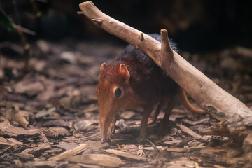 Seltenes Rüsseltier - Leipziger Zoo