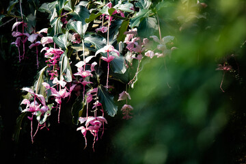  tropische Orchideen im Godwanaland