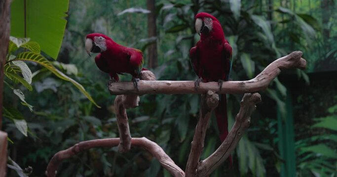 Two scarlet macaws perched on tree branch in large indoor facility - wide view