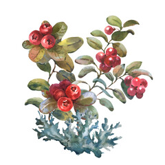 Watercolor illustration of Cranberry, isolated on white background. Red Lingonberry with green leaves. Botanical hand painted illustration of forest plant