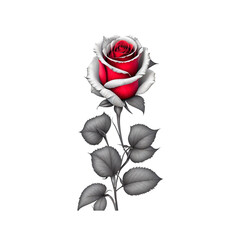 red rose