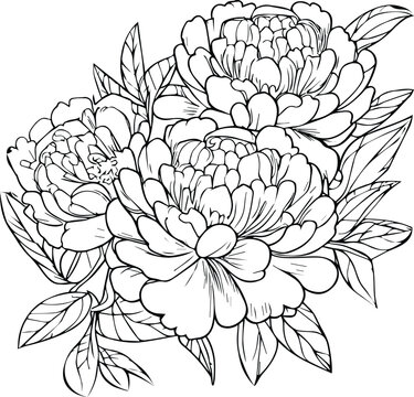 peony vector art, embellishment, artistic hand-drawn pencil sketch coloring page with blossom peony branches of leaf natural floral collection, engraved ink illustration, outline peony flower drawings