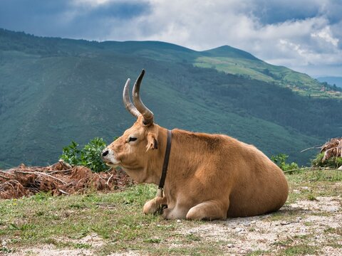 vache cachena sistelo