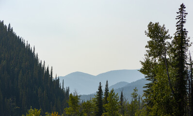 pine forest in the mountains