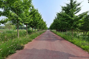 경로, 길거리, 뜰, 네이처, 공원, 경관, 나무, 나무, 여름, 목초, sky, 나무, 골목, 통로, 걷다, 여행, 보도, 길, 아웃도어, 국가, 레인, 식물, 봄, 식물, 아스팔트