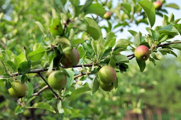 나무, 과일, 사과, 가지, 먹을것, 네이처, 경작, 사과, 뜰, 나뭇잎, 식물, 여름, 건강한, 익는, 나뭇잎, 유기농, 과수원, 과일, 신선, 곡류, 농장, green, 계절, 배나무, 성장