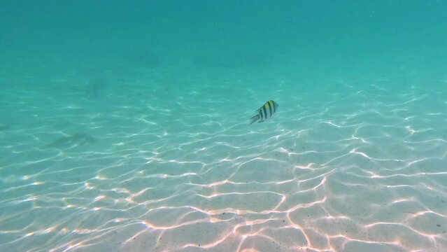 Kho Racha Island in Phuket Thailand teaming with reef fish of various colours the island located in Phuket is only 20 minutes from Chalong by speed boat