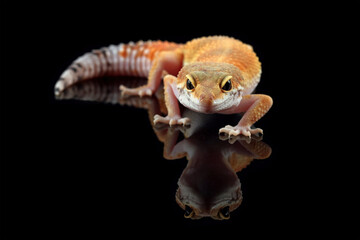 Fat-tailed geckos isolated on black, leopard gecko lizard, eublepharis macularius